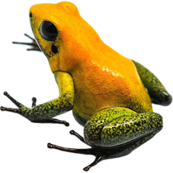  Golden Dart Frogs